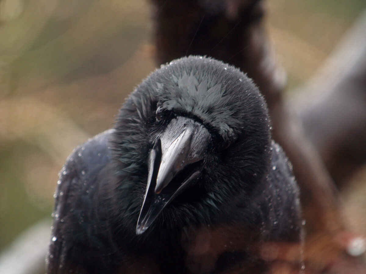 雨の日のカラス Ochiai Photosのblog