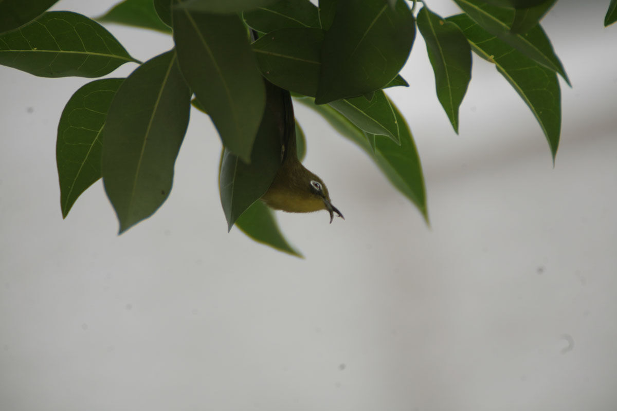 クチバシが異形のメジロ Ochiai Photosのblog