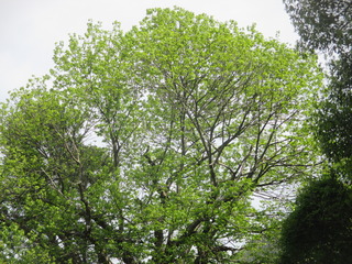 IMG_6788
