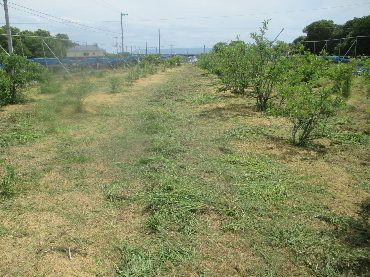 ブルーベリー今の手入れ 落合ブルーベリー園のblog