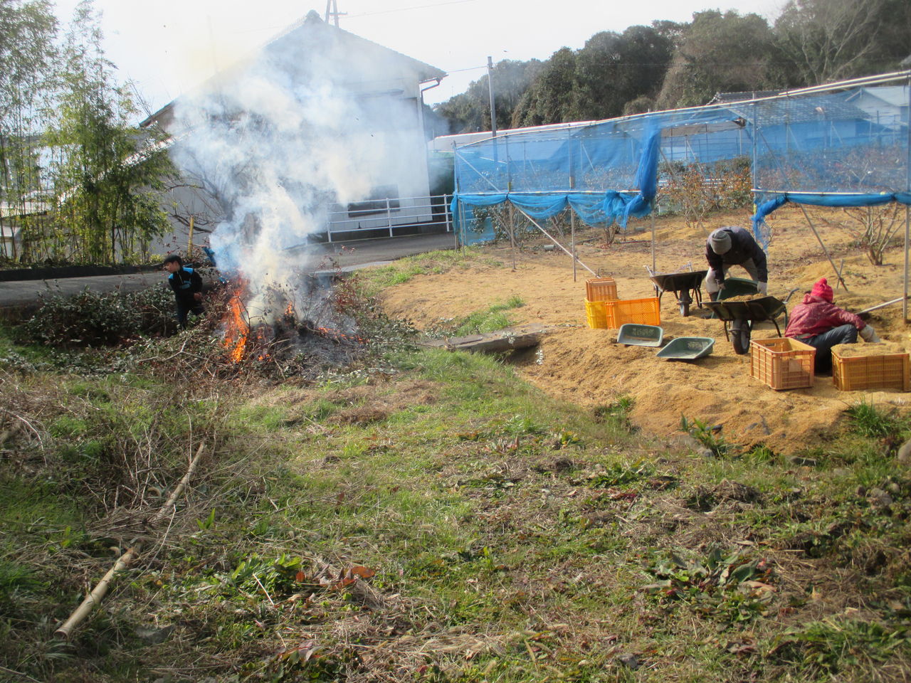 ブルーベリーの冬の手入れー1月 落合ブルーベリー園のblog