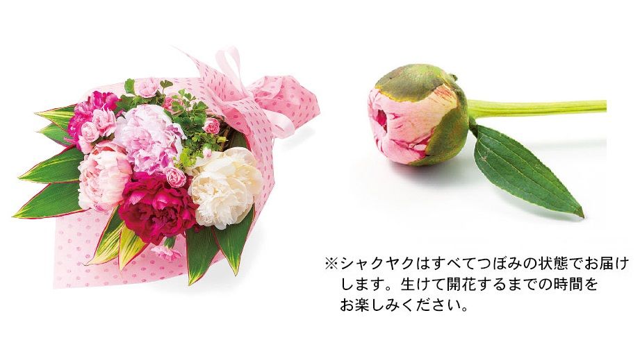 母の日にあわせて開花する桜の鉢植えを手に入れよう 落穂log 母の日にあわせて開花する桜の鉢植えを手に入れよう 落穂log