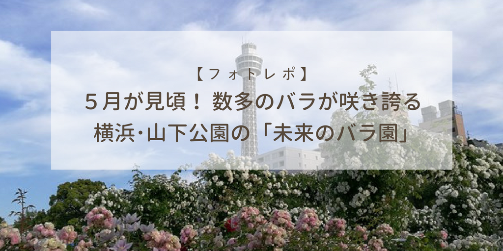 フォトレポ 5月が見頃 数多のバラが咲き誇る 横浜 山下公園の 未来のバラ園 落穂log フォトレポ 5月が見頃 数多のバラが咲き誇る 横浜 山下公園の 未来のバラ園 落穂log