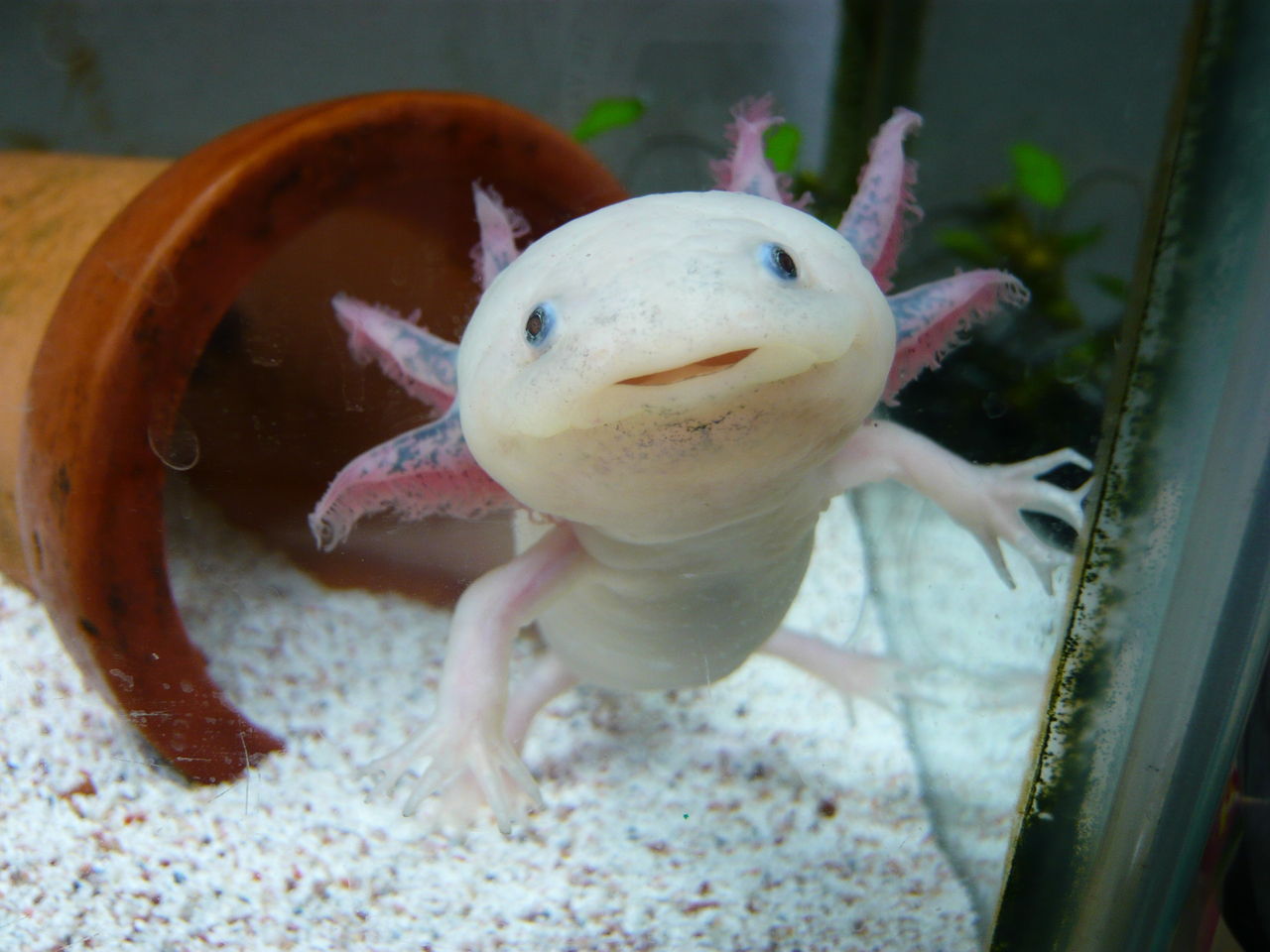 狭いスペースで飼育できる生き物ってある おちんぽみるく速報 狭いスペースで飼育できる生き物ってある おちんぽみるく速報