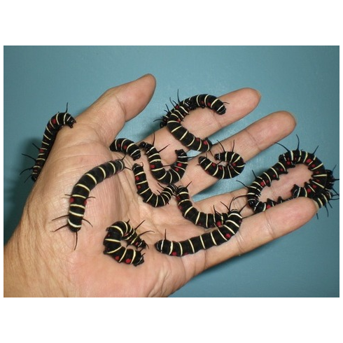 閲覧注意 グロイ虫見て ひぃあああああ ってなろうぜ おちんぽみるく速報