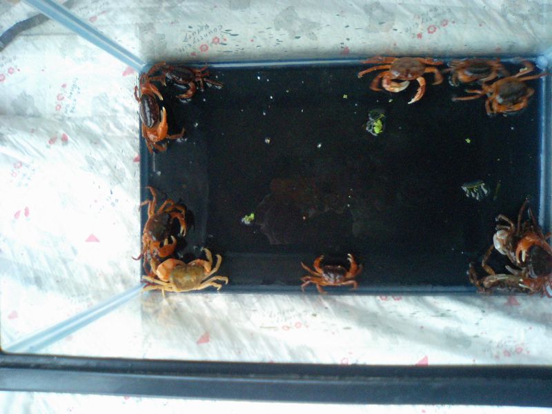 沢蟹水槽を掃除 個体数確認 イイダコのいいかげんな日常