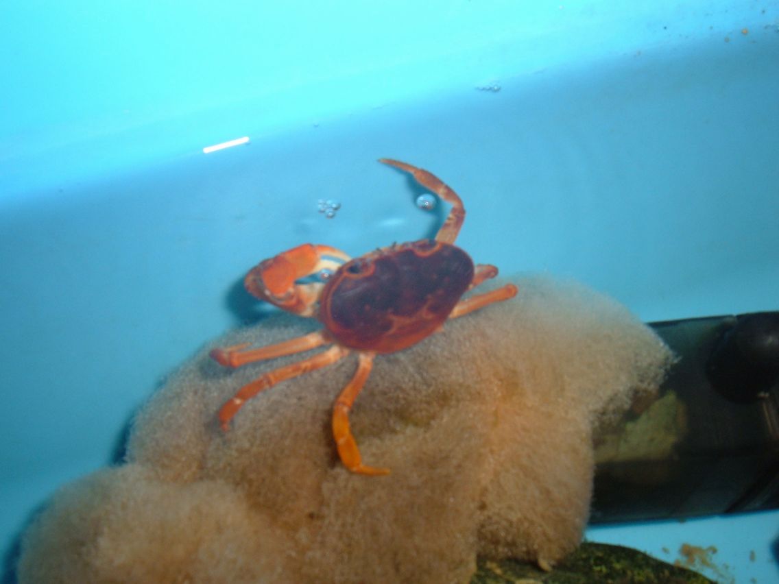 イイダコのいいかげんな日常 サワガニ飼育記録 Livedoor Blog ブログ