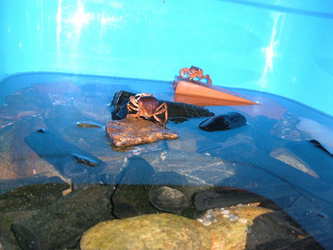 イイダコのいいかげんな日常 サワガニ飼育記録 Livedoor Blog ブログ