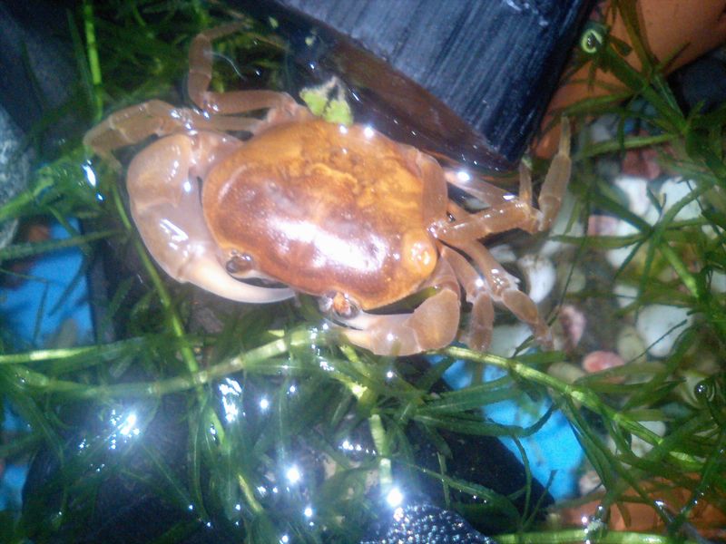 イイダコのいいかげんな日常 サワガニ飼育記録 Livedoor Blog ブログ