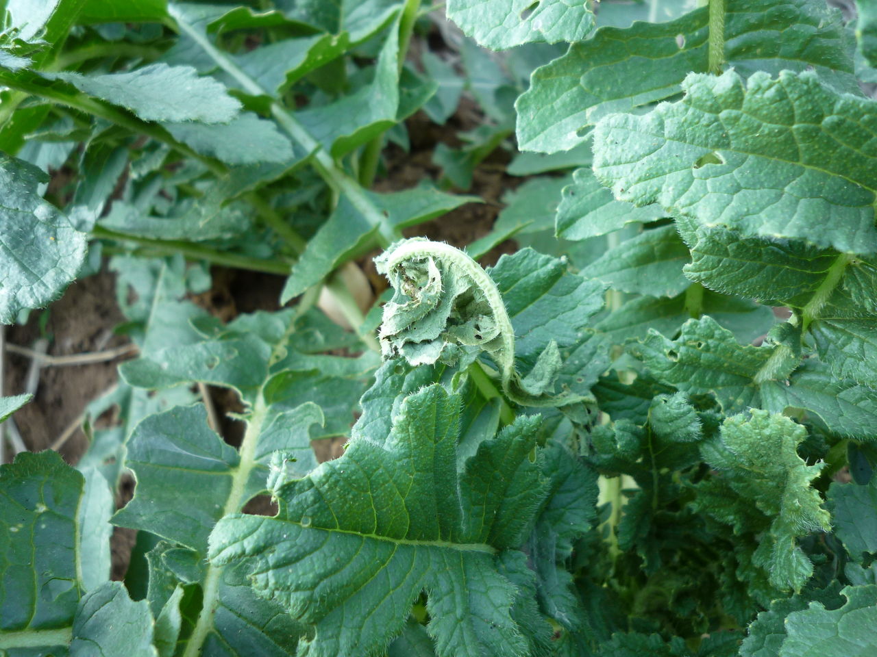 シンクイムシ防除 Odajapan1965のblog