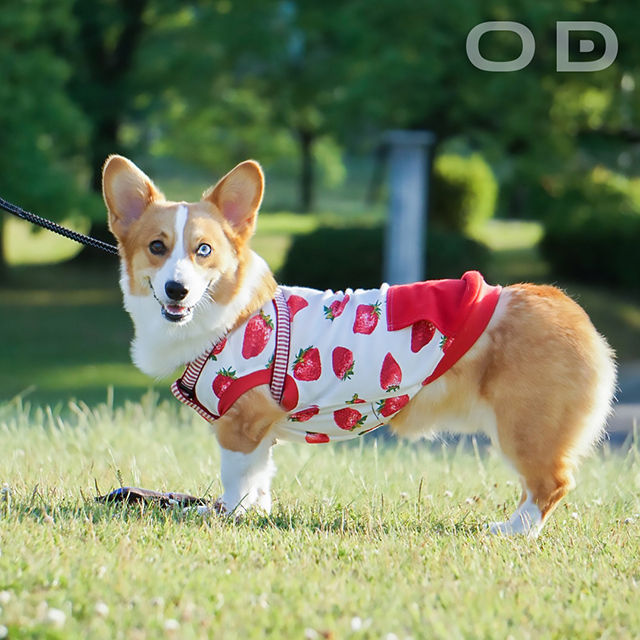 いちご柄のお洋服 Odd Eye Blog いちご柄のお洋服 Odd Eye Blog