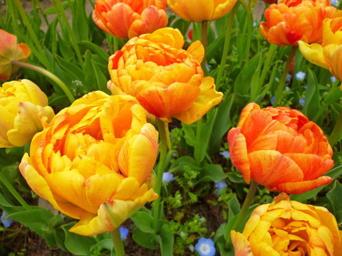 sakaichu-rippufesuta2020-2