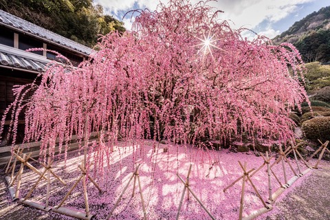 awaji-konokeshiki-4nen-4