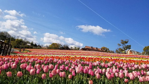 sakaichu-rippufesuta2020-3