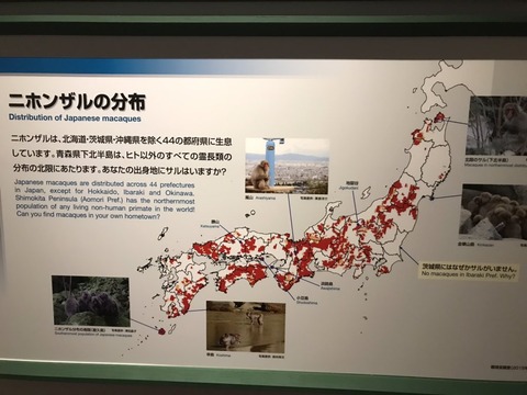 ibaraki-saru