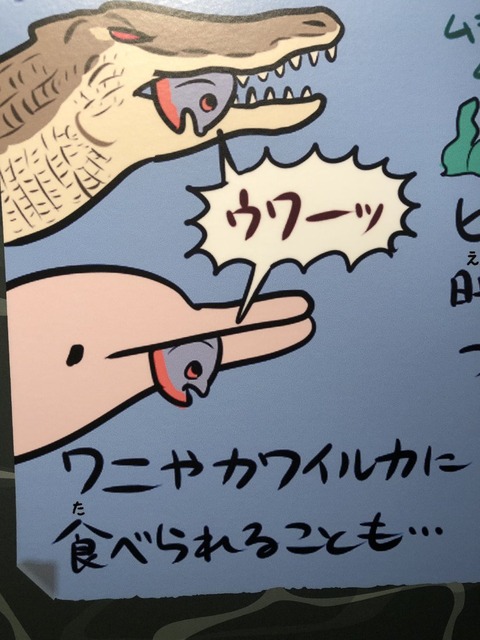 shinagawasuizokukan-tenji-kawaii2019-2