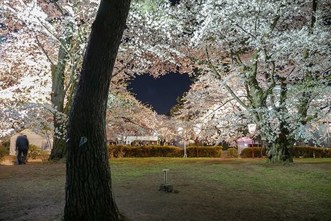 hirosakisakuramatsuri2019-3