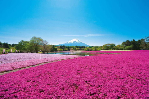 fujishibazakura2019