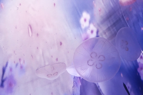 sakuratokurage2020-3