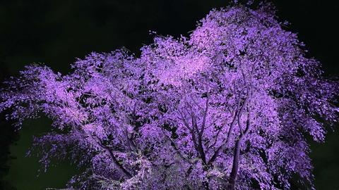 rokugien-shidarezakura2020-3