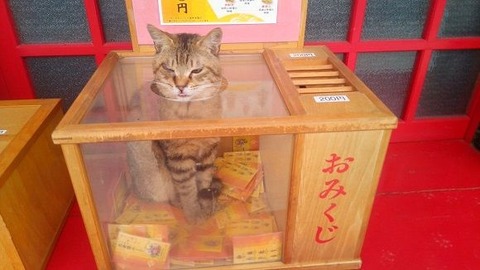 neko-omikuji2