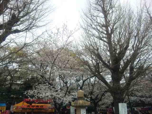 靖国神社の桜 おでかけ主義 お出かけスポット