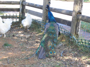 由利本荘市 花立牧場 秋田の子連れおでかけスポット 由利本荘市 花立牧場 秋田の子連れおでかけスポット