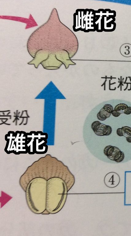 マツの雌花と雄花の覚え方 目指せ 都立トップ高校 マツの雌花と雄花の覚え方 目指せ 都立トップ高校