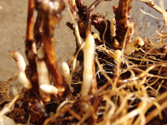 クレマチスの植え替え Odoribaな日々