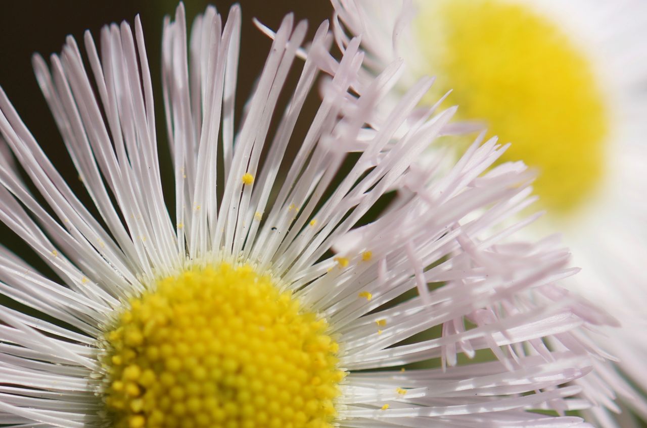 ハルジオン 春紫苑 小さな花物語