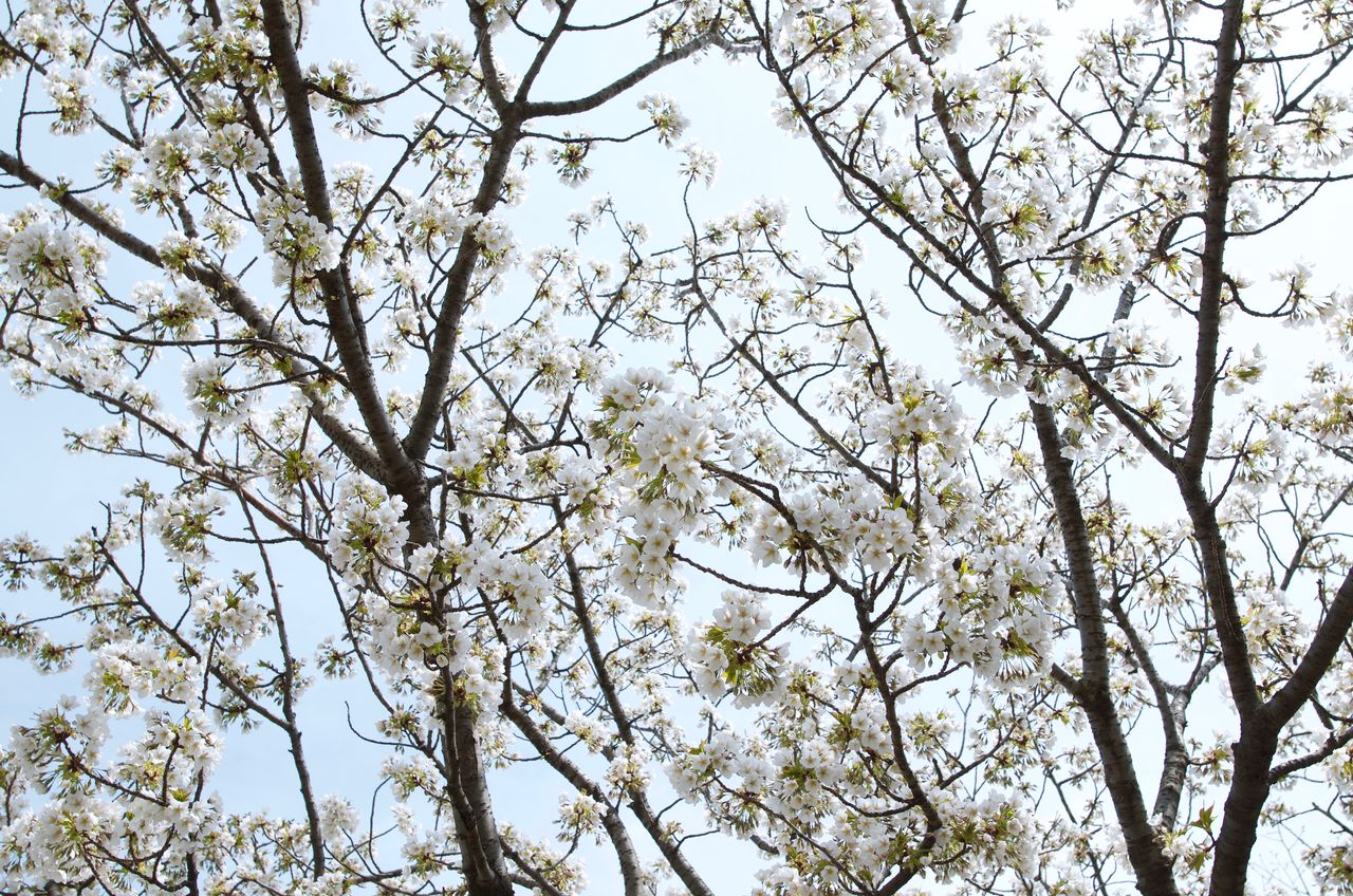白い桜 オオシマザクラ 小さな花物語