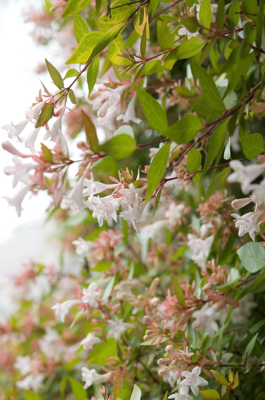 アベリア 小さな花物語