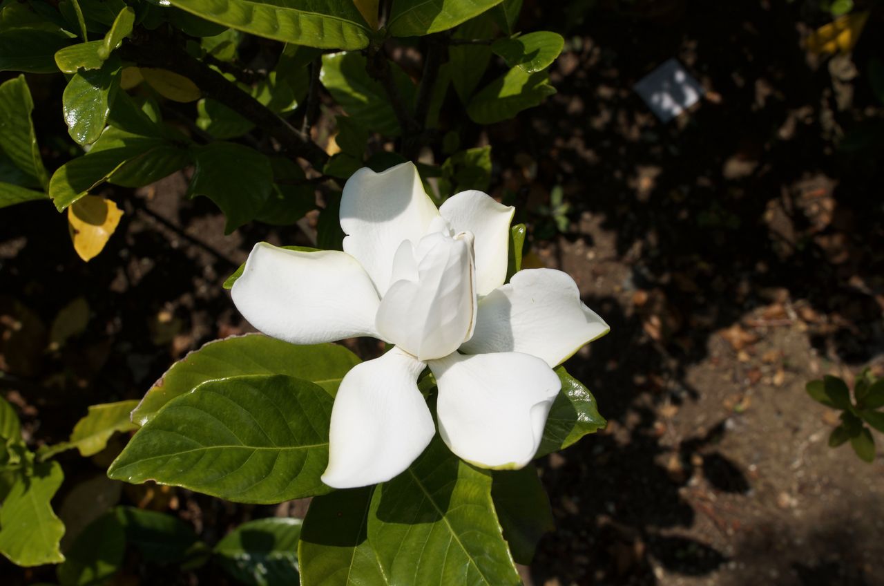 小さな花物語 小さな花物語