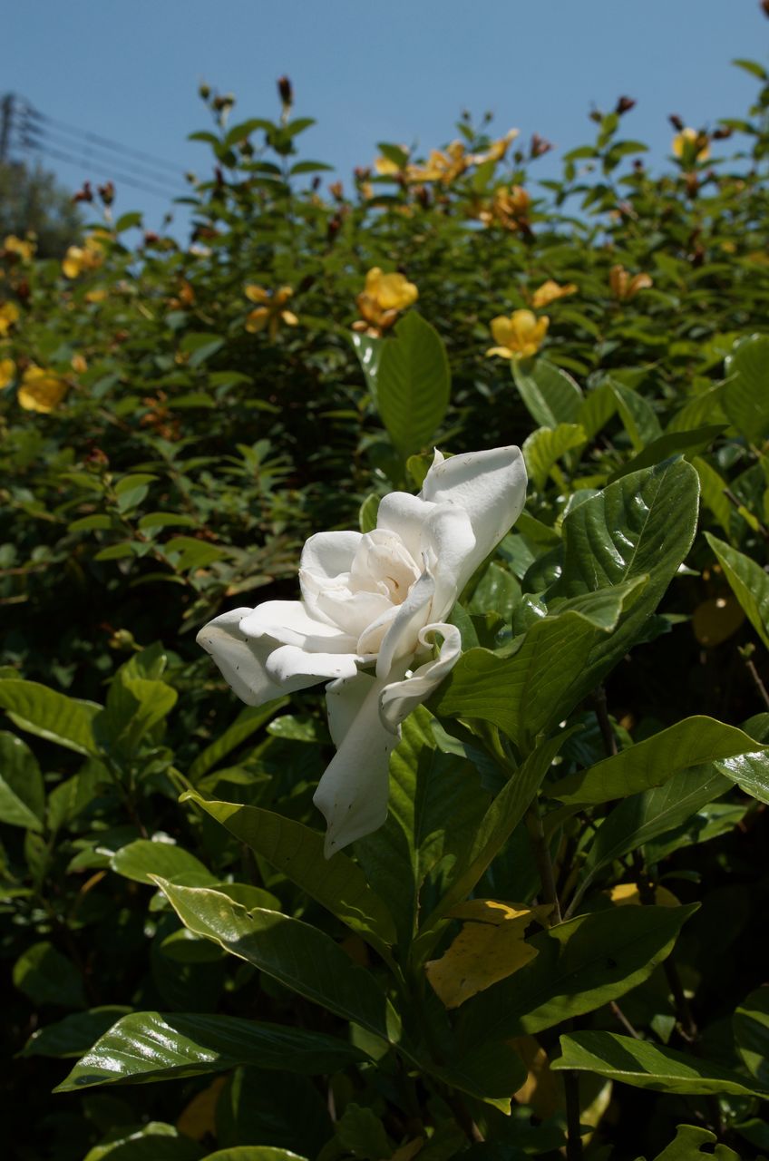小さな花物語 小さな花物語