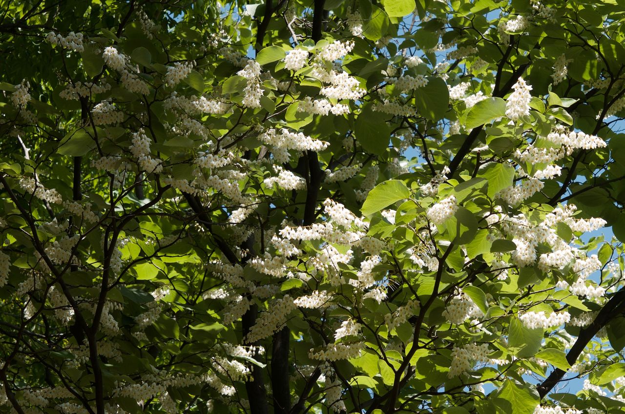 ハクウンボクの花 祝福する花 小さな花物語 ハクウンボクの花 祝福する花 小さな花物語