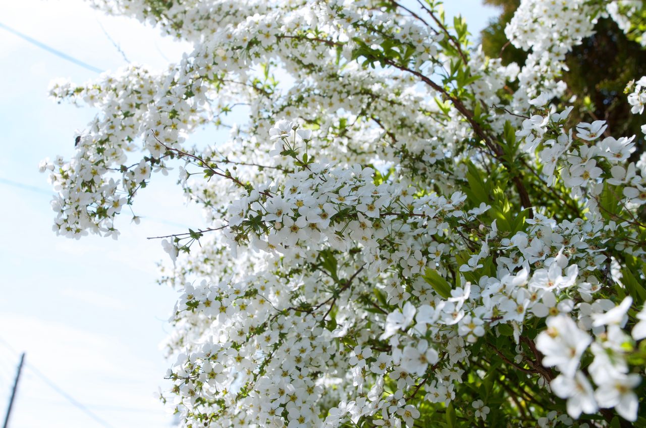 ユキヤナギ 雪のような花 小さな花物語