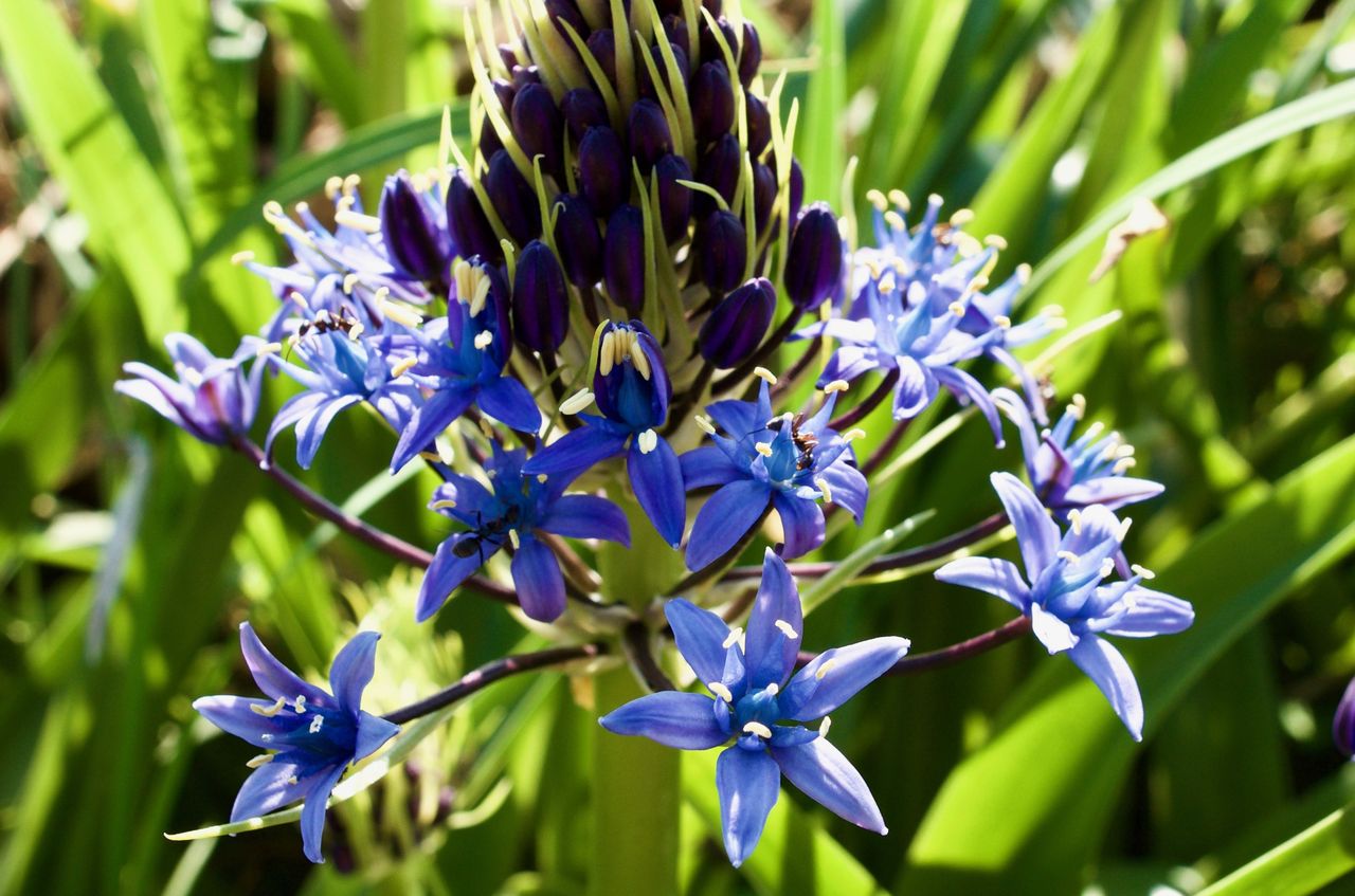 シラー ペルピアナ パンチのある花 小さな花物語