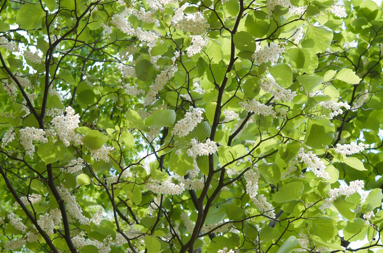 ハクウンボクの花 祝福する花 小さな花物語 ハクウンボクの花 祝福する花 小さな花物語