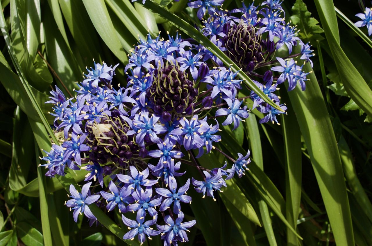 シラー ペルピアナ パンチのある花 小さな花物語