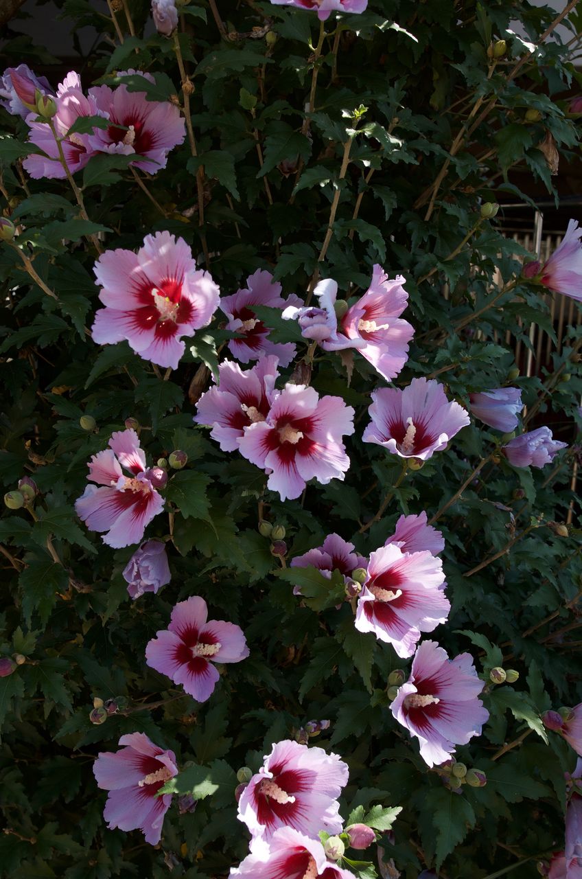 ムクゲ 遠い思い出 小さな花物語
