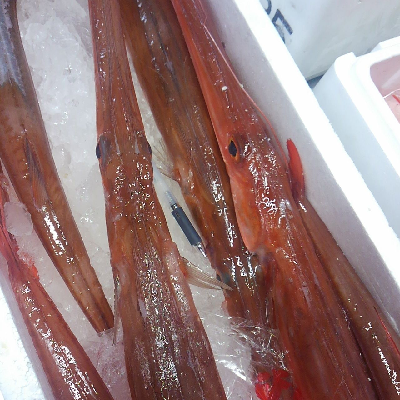 15 12 1 ちょっと変わった魚をご紹介 おどりや仕入れ日記