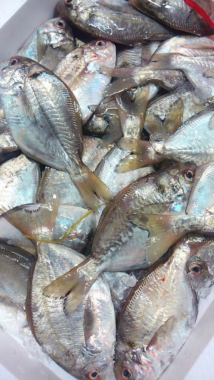 秋に美味しくなる魚 淡路 しず おどりや仕入れ日記 秋に美味しくなる魚 淡路 しず おどりや仕入れ日記