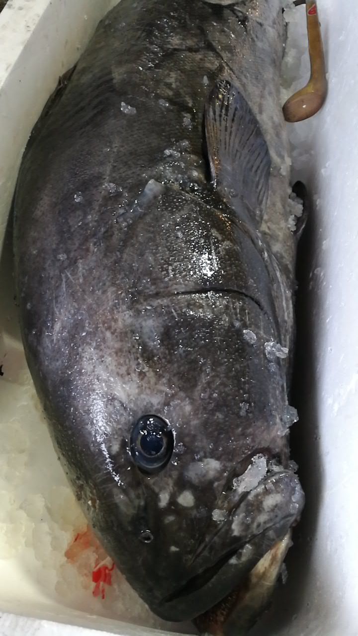 5 26 今話題の魚 銚子 釣りアブラボウズ おどりや仕入れ日記 5 26 今話題の魚 銚子 釣りアブラボウズ おどりや仕入れ日記