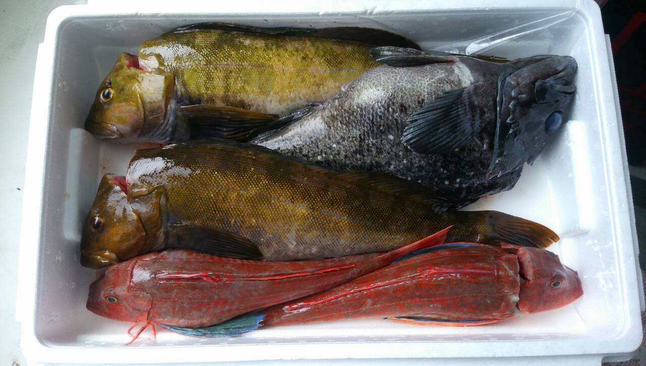 14 7 17 追っ掛けの魚 おどりや仕入れ日記 14 7 17 追っ掛けの魚 おどりや仕入れ日記