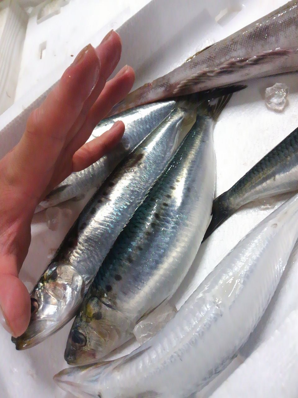 14 8 12 最高レベルの青魚祭り おどりや仕入れ日記 14 8 12 最高レベルの青魚祭り おどりや仕入れ日記