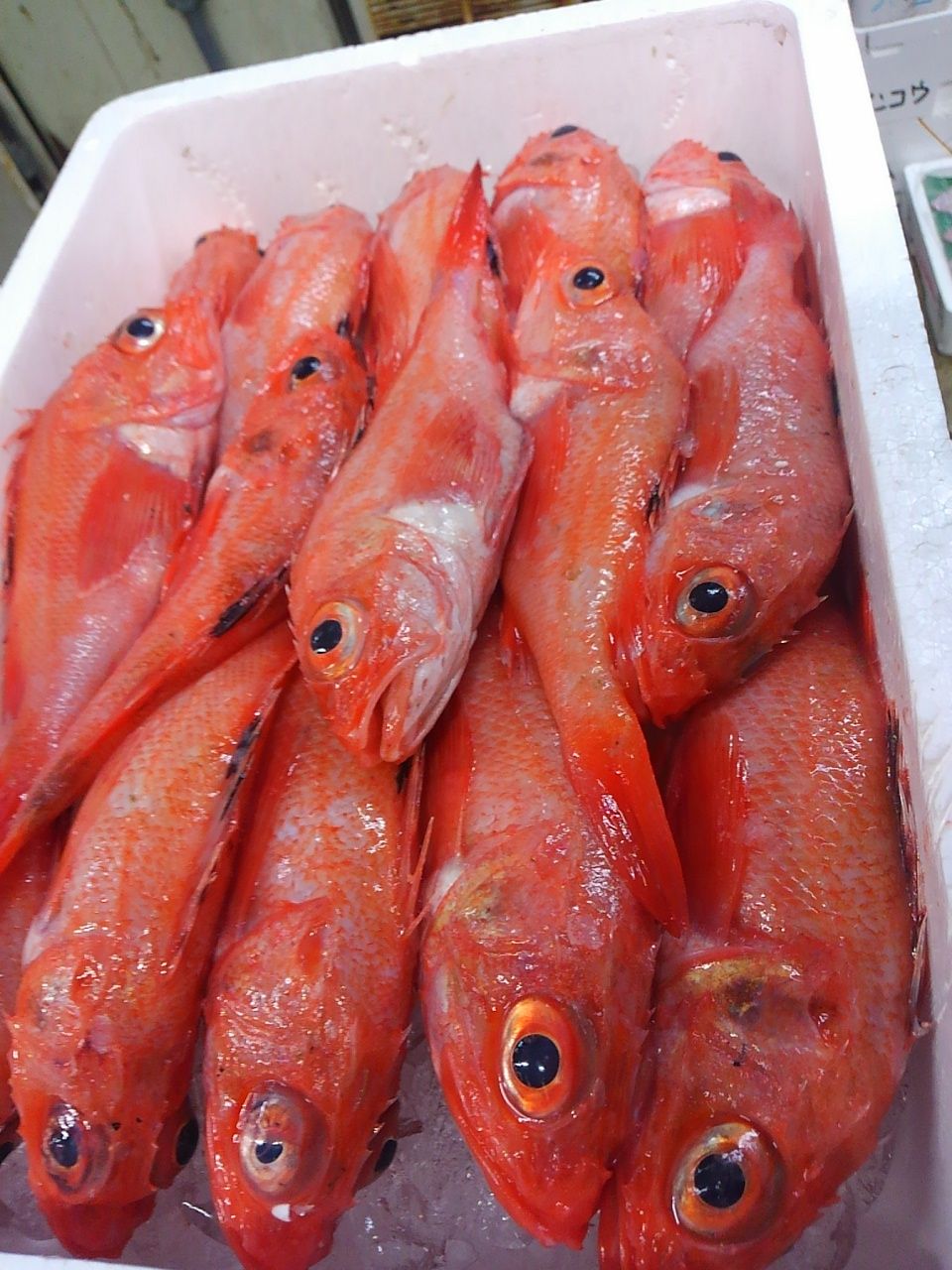 １１月１７日 木 石垣鯛造り大特価 おどりや仕入れ日記