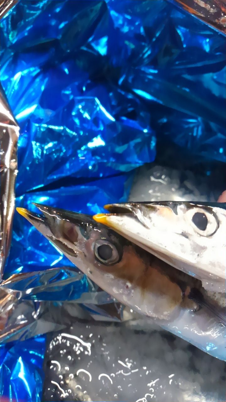 15 8 27 秋刀魚の見分け方 おどりや仕入れ日記 15 8 27 秋刀魚の見分け方 おどりや仕入れ日記