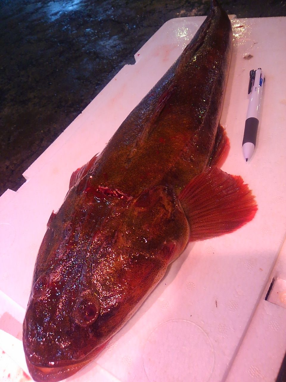 14 10 10 すごい魚が いた おどりや仕入れ日記 14 10 10 すごい魚が いた おどりや仕入れ日記