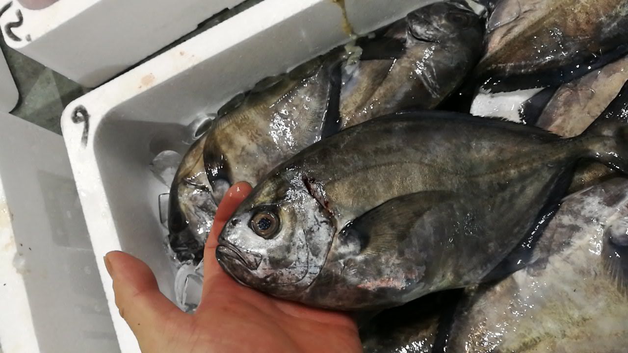9 11 直送魚で幅広い品ぞろえ おきなひめじ おきあじ おどりや仕入れ日記 9 11 直送魚で幅広い品ぞろえ おきなひめじ おきあじ おどりや仕入れ日記