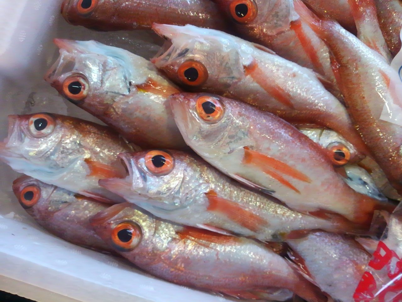 １０月１４日 金 秋が旬な魚が目白押し おどりや仕入れ日記